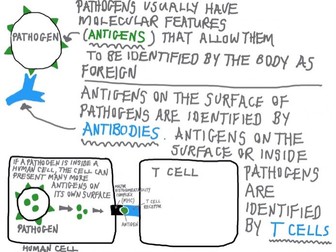 What are antigens? YouTube video
