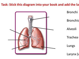 Breathing KS3