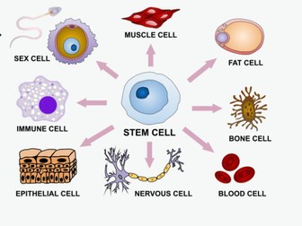 Oxford AQA iGCSE - Specialised Cells