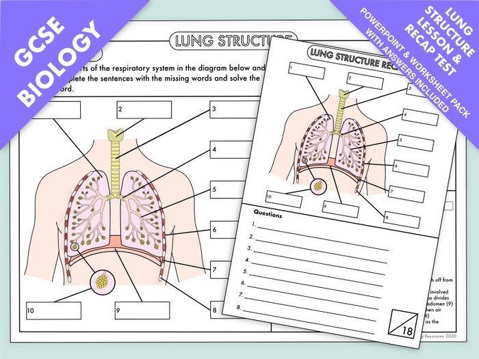 GCSE Biology: Complete Lesson And Recap Test On Lung Structure ...