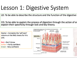 bundle tests enzymes activate digestion aqa unit