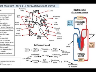 OCR GCSE PE Component 1: Knowledge Organisers