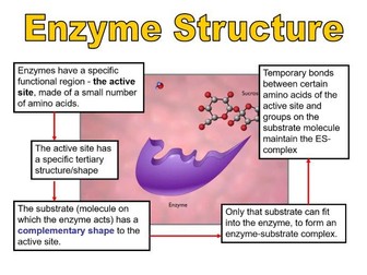 Enzymes  AS Unit: Biological Molecules (AQA) 