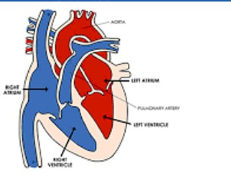 NEW AQA The Heart and Cardiovascular Diseases