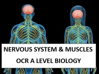 OCR A Level biology - NERVES AND MUSCLES