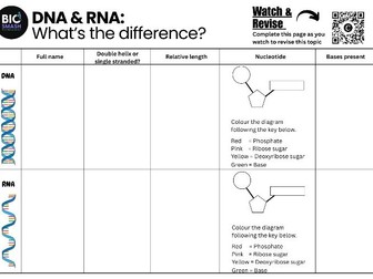 Comparing the structure of DNA and RNA: A-level