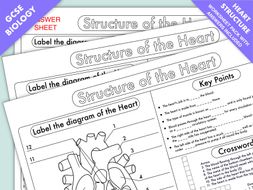 GCSE Biology: Heart Structure Worksheet Pack | Teaching Resources