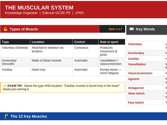 Muscular System | Edexcel GCSE PE | Knowledge Organiser – Single Page