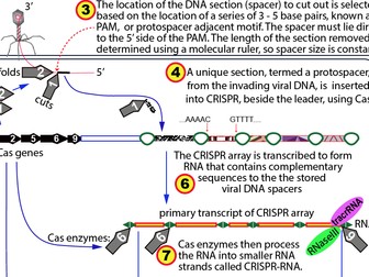 CRISPR - A four page summary