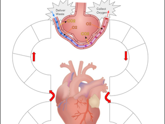 Digestion, Breathing and  Circulatory System Game