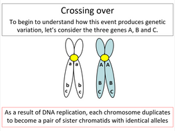 Meiosis (Pearson Edexcel A-level Biology) | Teaching Resources