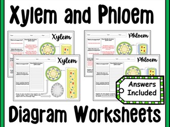 Xylem and Phloem Worksheet: Plant Transport