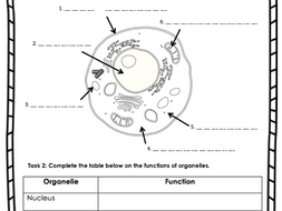 Animal Cells worksheet | Teaching Resources