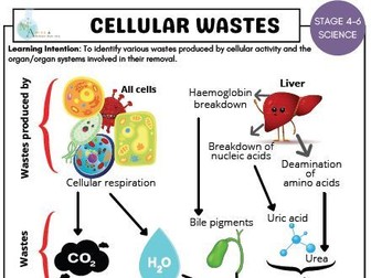 Cellular Wastes Removal - Informative Poster