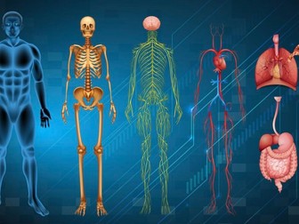 Human body systems