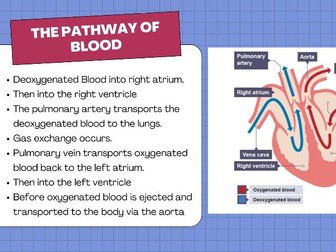 GCSE PE - Cardiorespiratory System