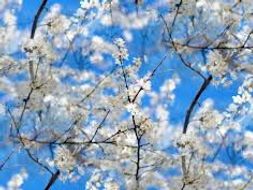 Spring Poems PPT