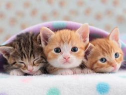 Kittens and Cats comprehension KS2