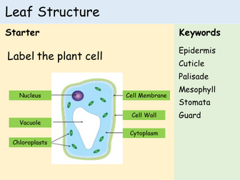 KS3 Plants - Lesson 1 - Structure of a Leaf