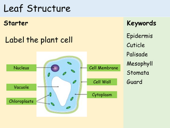 KS3 Plants - Lesson Set (10 Lessons!) | Teaching Resources