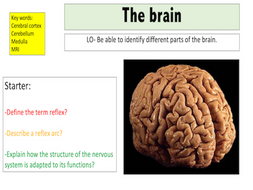 The Brain | Teaching Resources