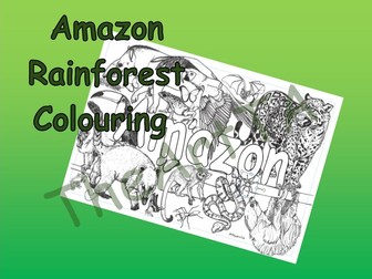 Rainforest Animals Colouring Sheet