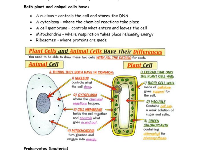 AQA Trilogy B1 Cells Revision Notes | Teaching Resources