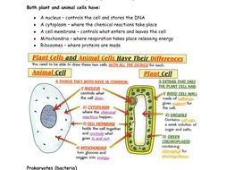 AQA trilogy B1 Cells revision notes | Teaching Resources