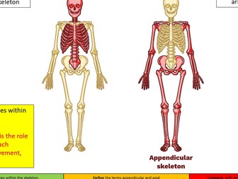 Skeletal System