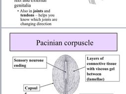 Receptors and the Pacinian corpuscle: AQA A level Biology | Teaching