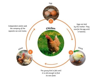 Describe the Life Cycle of  a Chicken