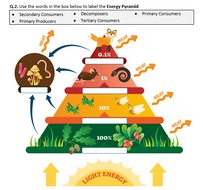 Energy Pyramid - Worksheet | Distance Learning | Teaching Resources