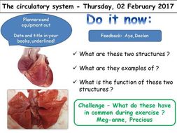 The heart and the circulatory system KS3 | Teaching Resources