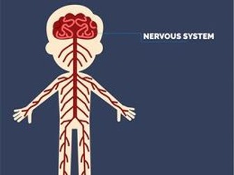 Biopsychology Lesson 1- Nervous System