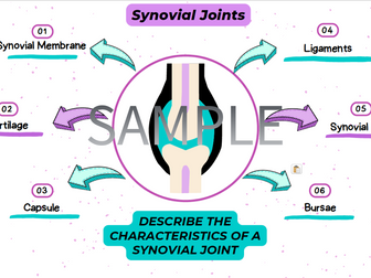 AQA GCSE PE - Synovial Joint worksheet