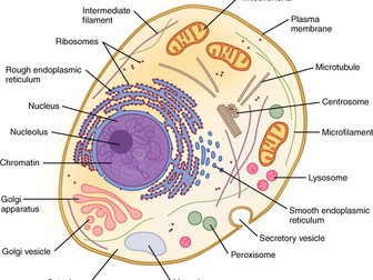 2. Organelles