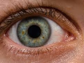 Unit 4 OCR Anatomy and physiology LO6 Sensory