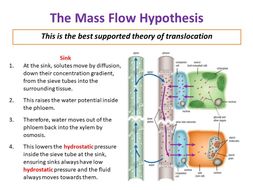 Complete OCR Biology Module 3.1.3 Transport in Plants Lessons