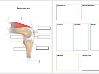 Synovial Joint Worksheets