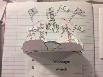 Foldable lung dissection. Make a model of the lungs - respiration, gas exchange and alveoli