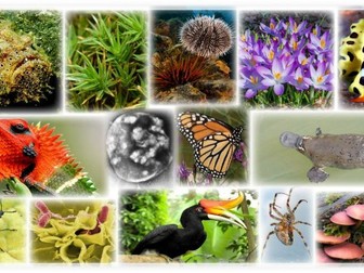 IB Bioloy A3.1 Diversity of Organisms