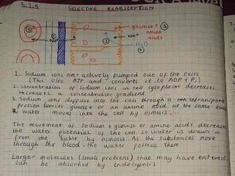 OCR A Level Biology A Revision Notes (Handwritten)