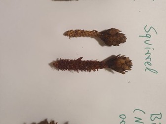 Feeding traces of different animals in the forest