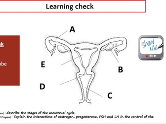 Menstrual cycle