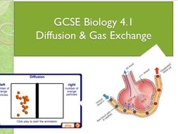 gas diffusion exchange biology gcse lesson extra
