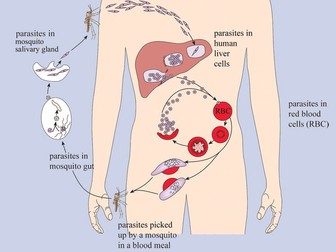 Malaria Life Cycle Activity