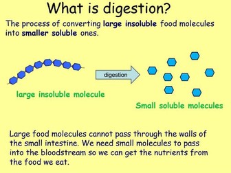 Digestive system lesson