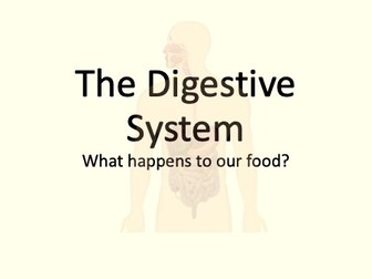 Year 4 Digestion; teeth and the digestive system