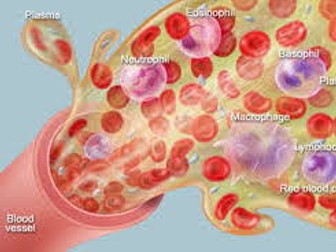 OCR Biology Blood, Tissue Fluid and Lymph