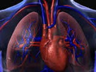 AQA GCSE PE (new spec) Cardio-respiratory system